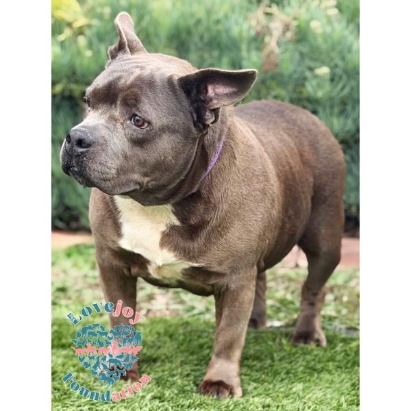Enlarge Xena MB, a Adoptable mixed breed in Inglewood, CA image 2/2