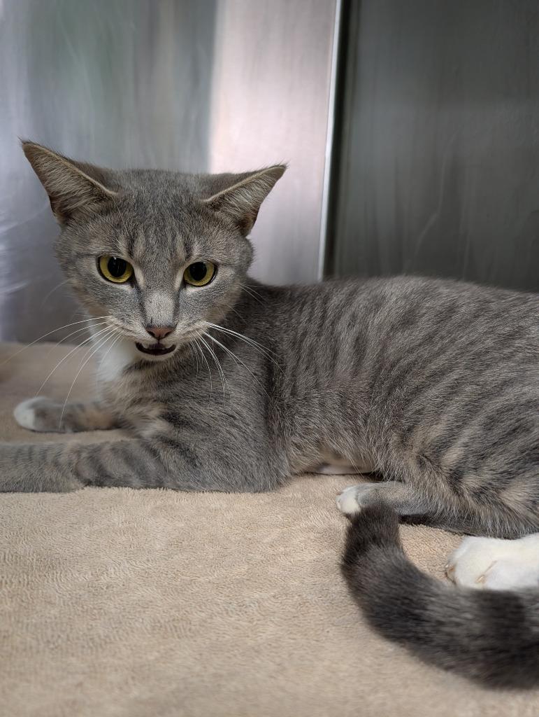 Wanda, Adoptable, Young Female Domestic Short Hair.