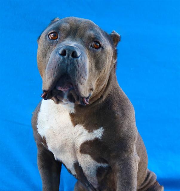 Enlarge JOE, a Adoptable mixed breed in Baldwin Park, CA image 1/1