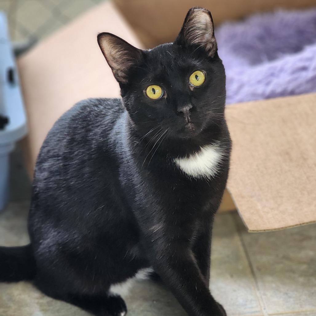 Juju Drops, Adoptable, Young Male Domestic Short Hair.