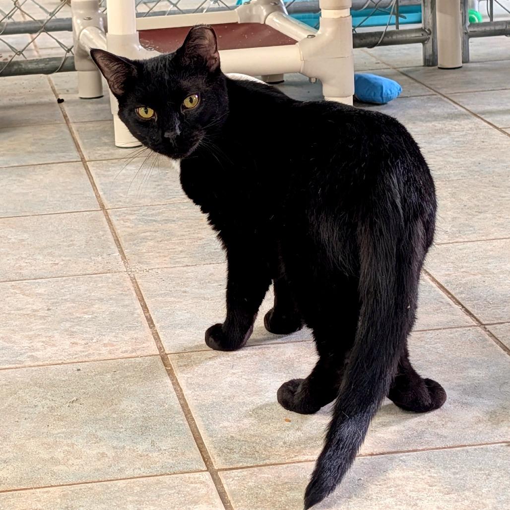 Juju Drops, a Adoptable Domestic Short Hair in East Smithfield , PA image 2/5