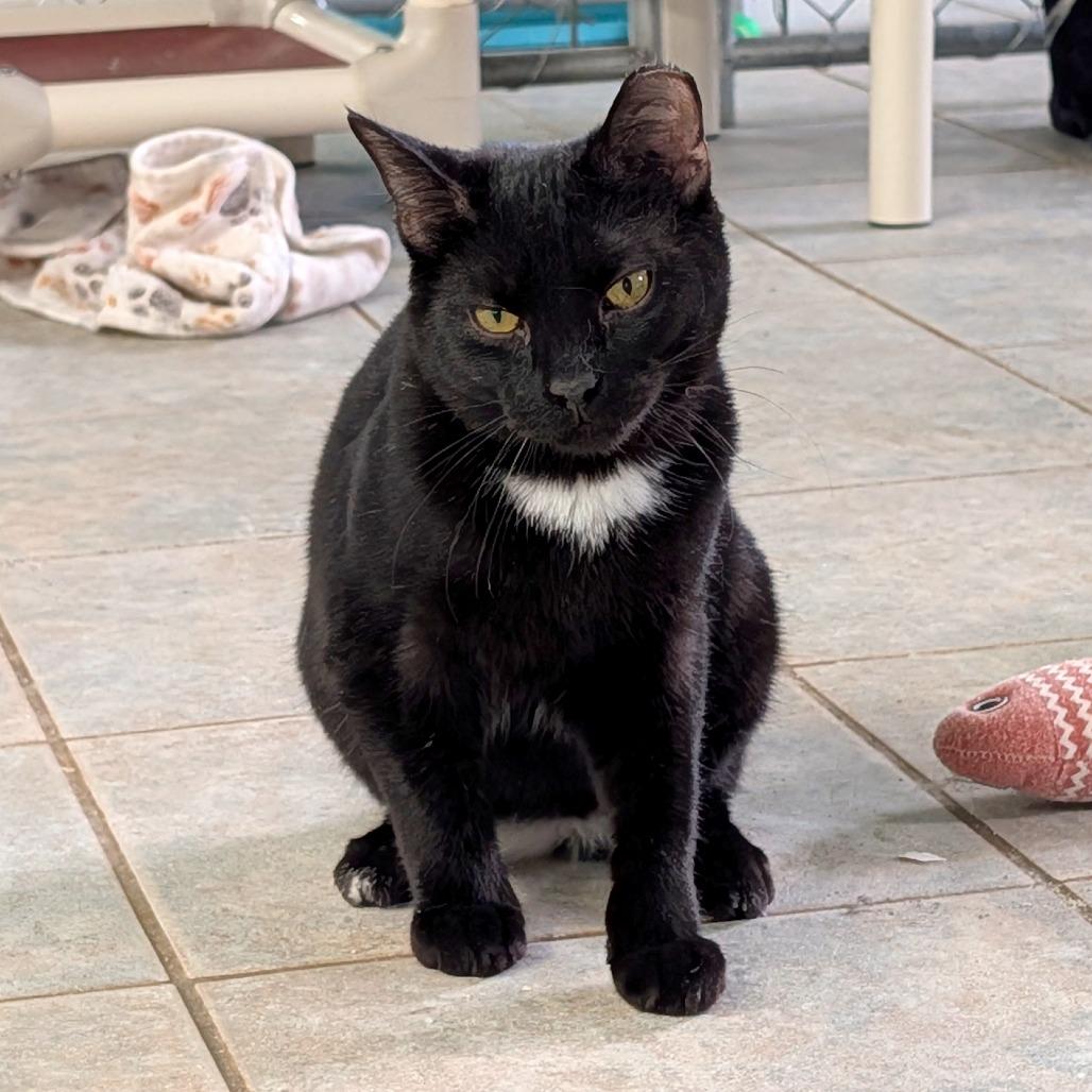 Enlarge Juju Drops, a Adoptable Domestic Short Hair in East Smithfield , PA image 3/5