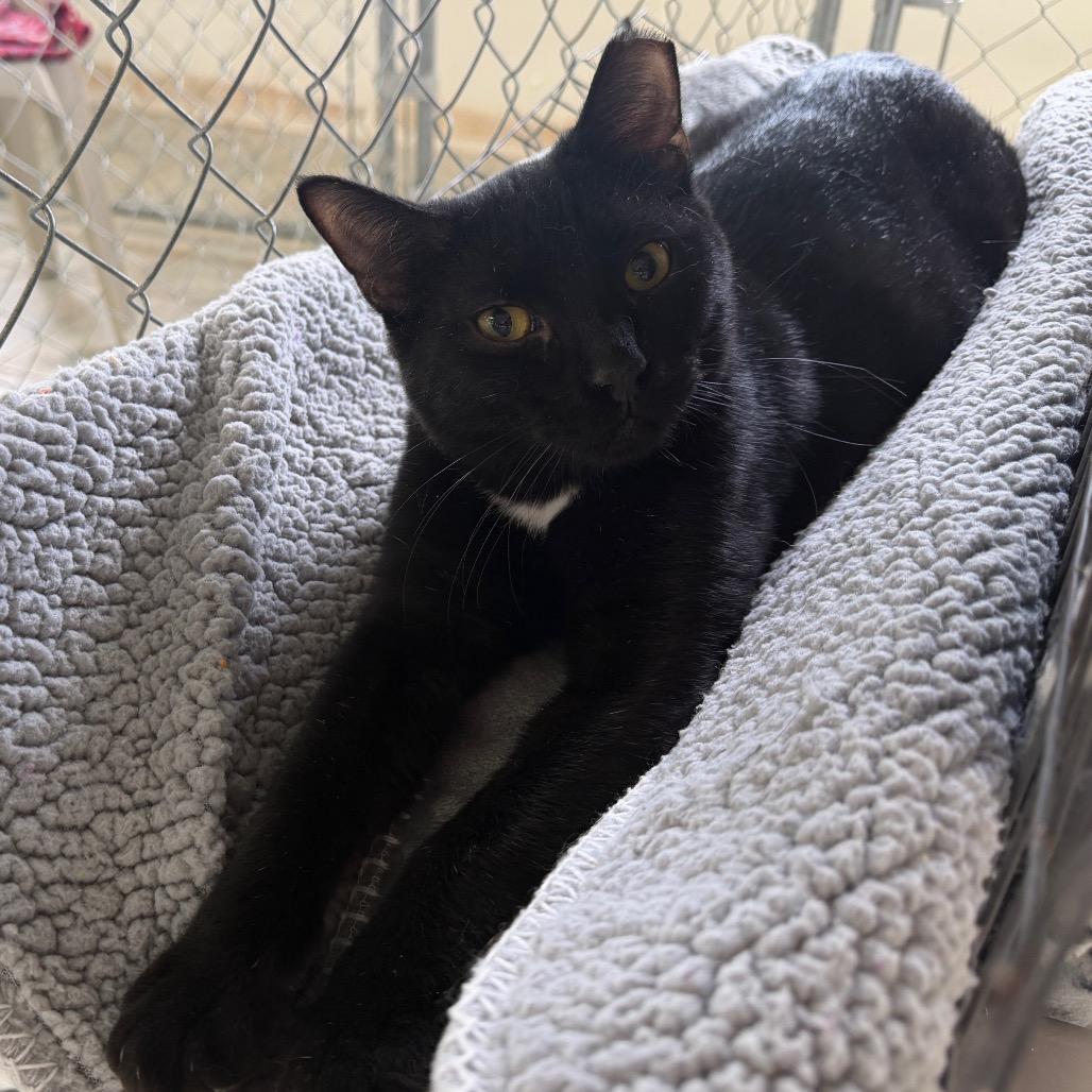Juju Drops, a Adoptable Domestic Short Hair in East Smithfield , PA image 3/5