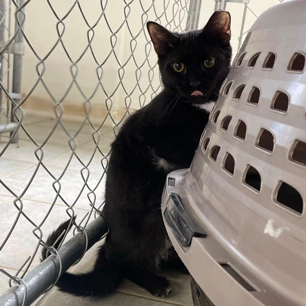 Juju Drops, a Adoptable Domestic Short Hair in East Smithfield , PA image 4/5