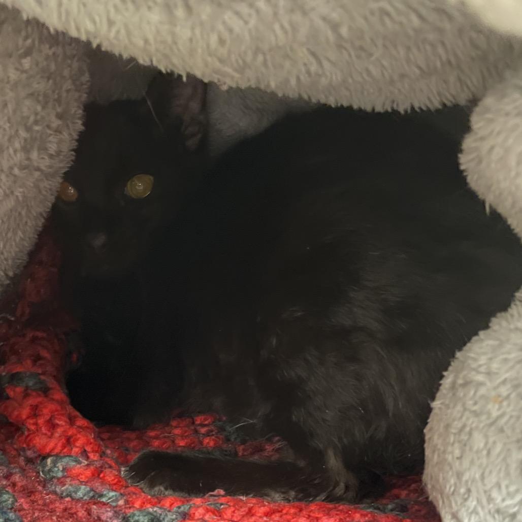 Juju Drops, a Adoptable Domestic Short Hair in East Smithfield , PA image 5/5