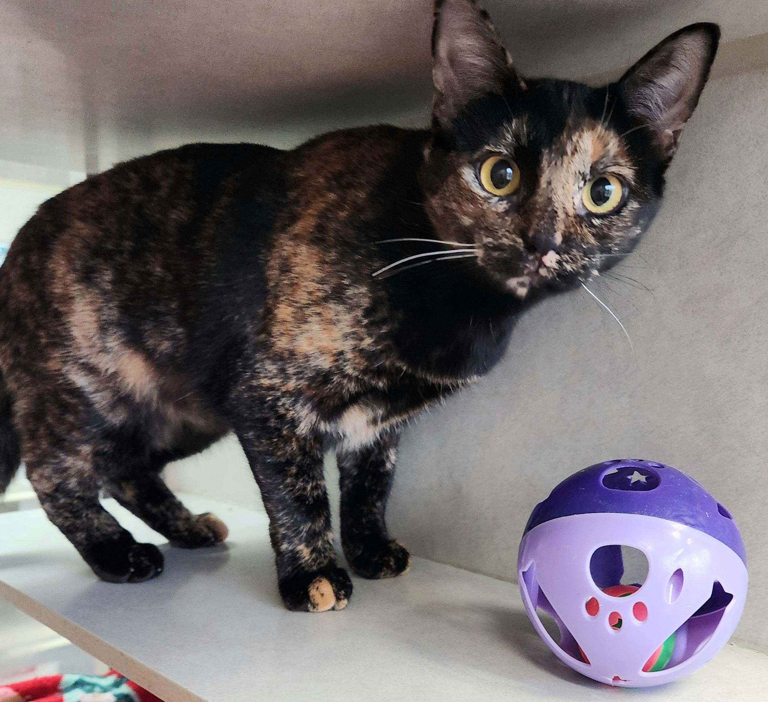Sweet Isabella, adopted, Kitten Female Tortoiseshell.