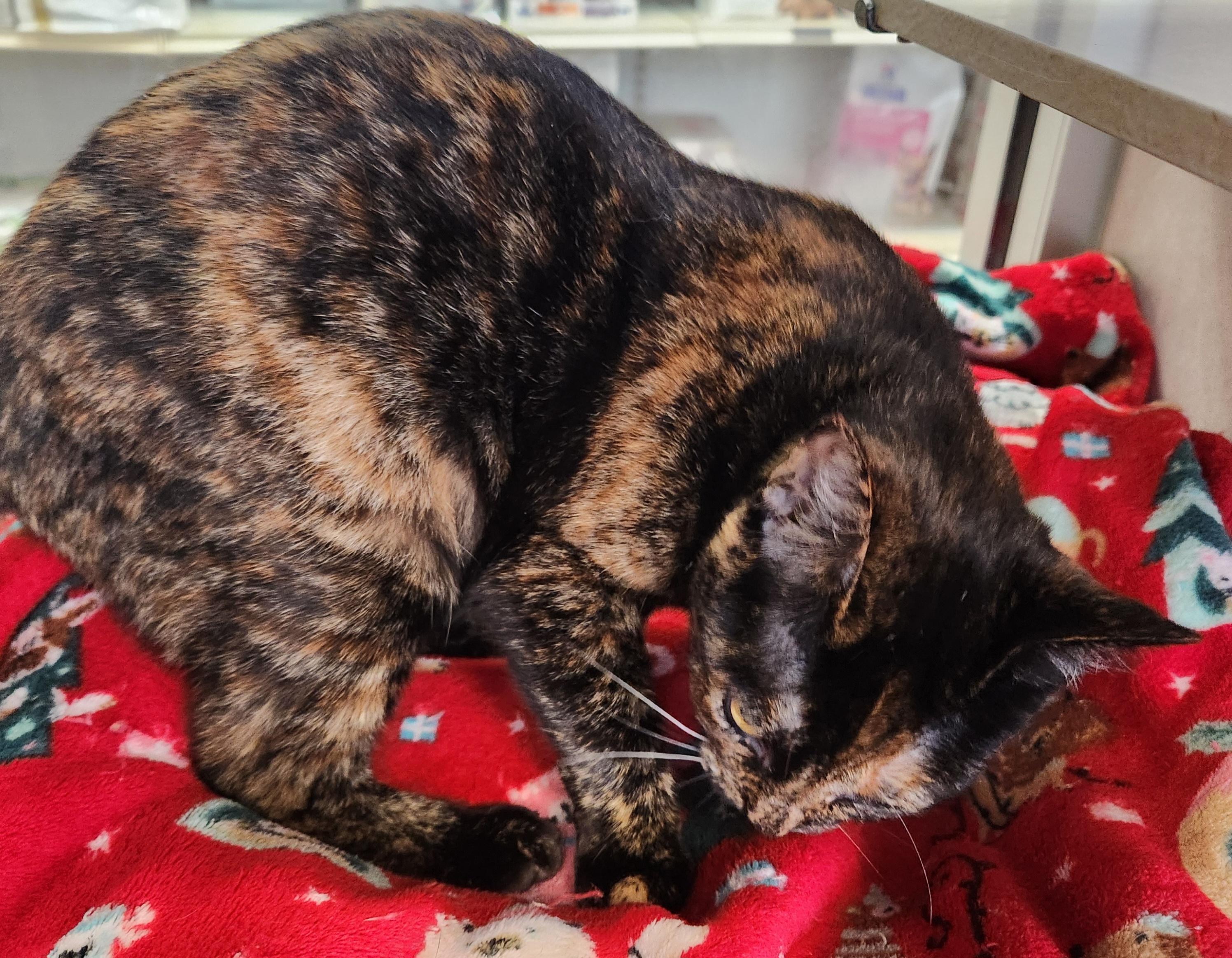 Enlarge Sweet Isabella, an adopted Tortoiseshell in Houston, TX image 2/5