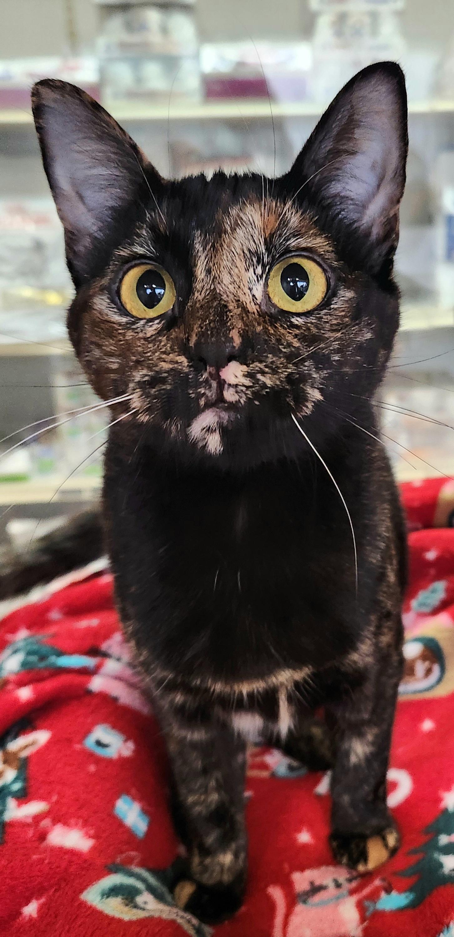 Enlarge Sweet Isabella, an adopted Tortoiseshell in Houston, TX image 3/5