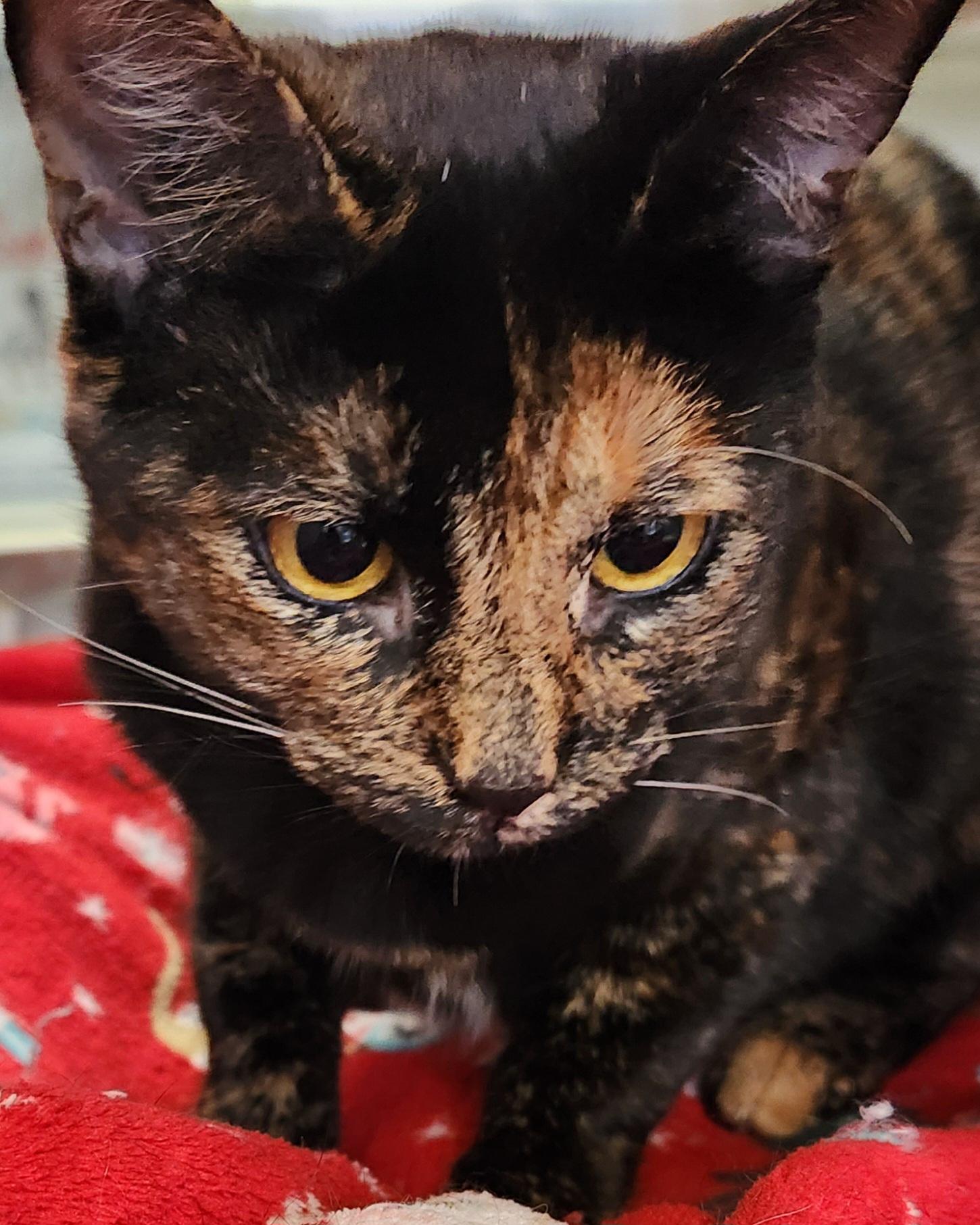 Enlarge Sweet Isabella, an adopted Tortoiseshell in Houston, TX image 4/5