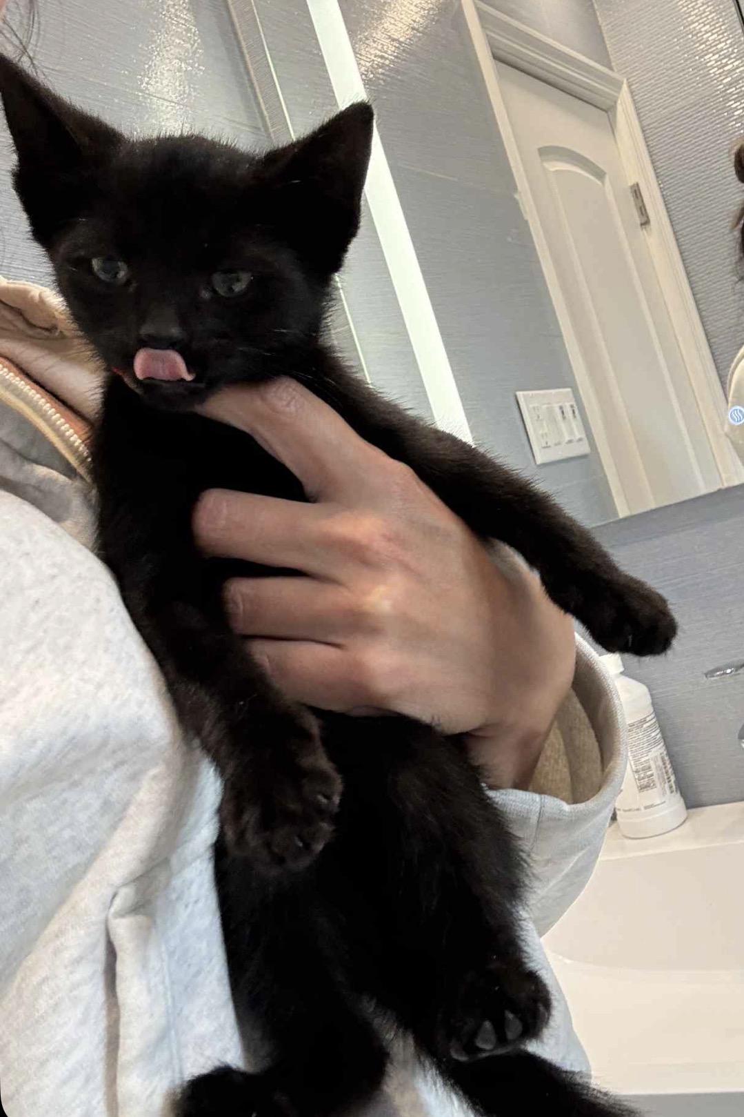 Bean Reilly, adopted, Kitten Male American Shorthair.