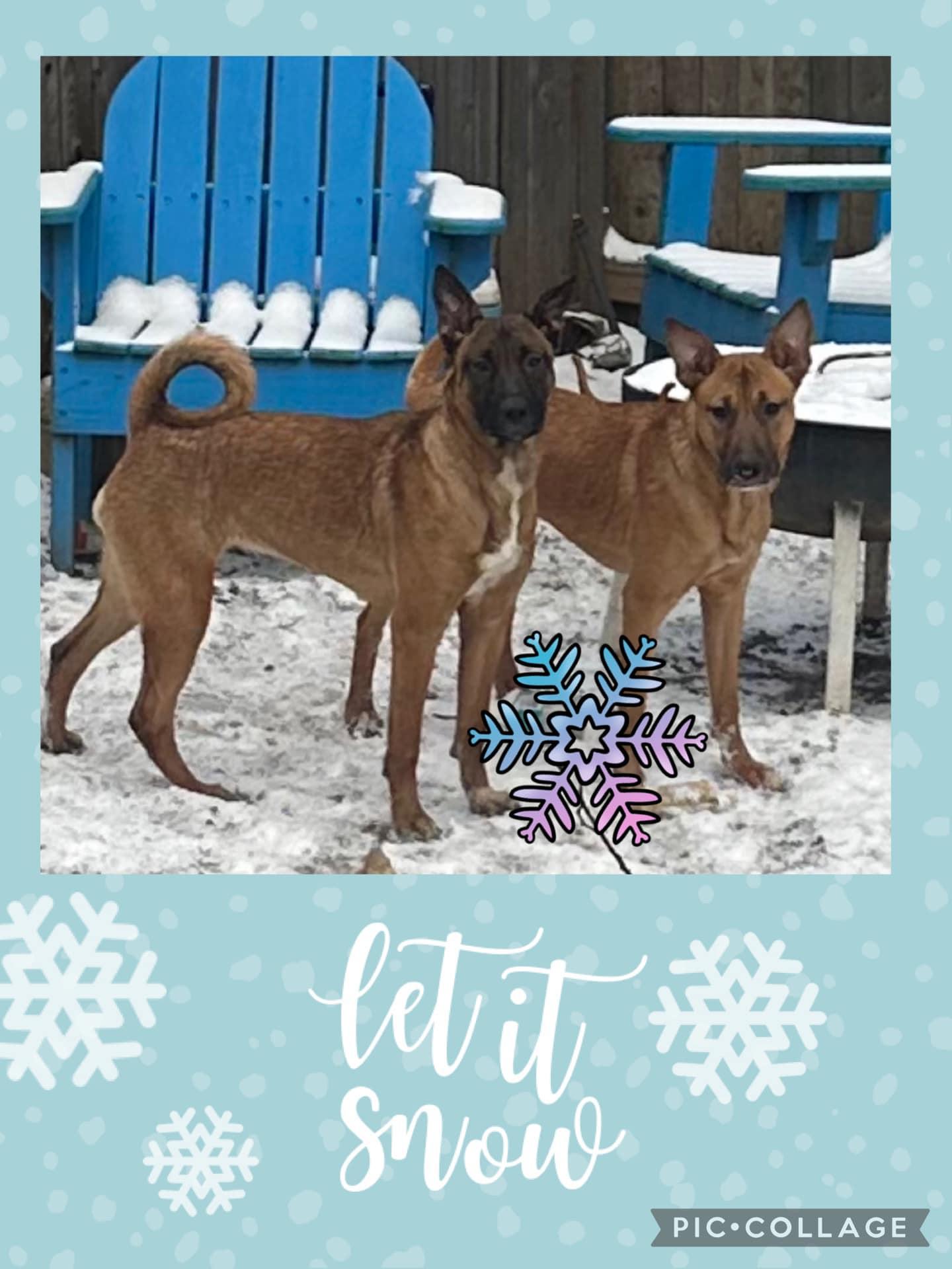 Enlarge Oakely, a Adoptable mixed breed in Ormond Beach, FL image 2/5