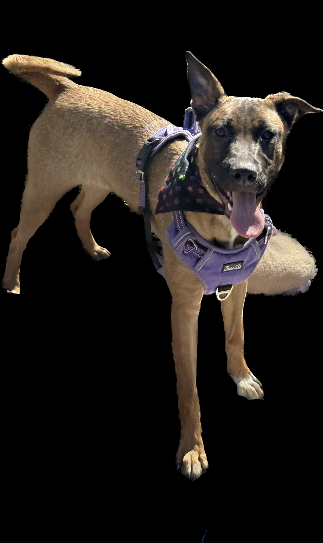 Enlarge Oakely, a Adoptable mixed breed in Ormond Beach, FL image 5/5