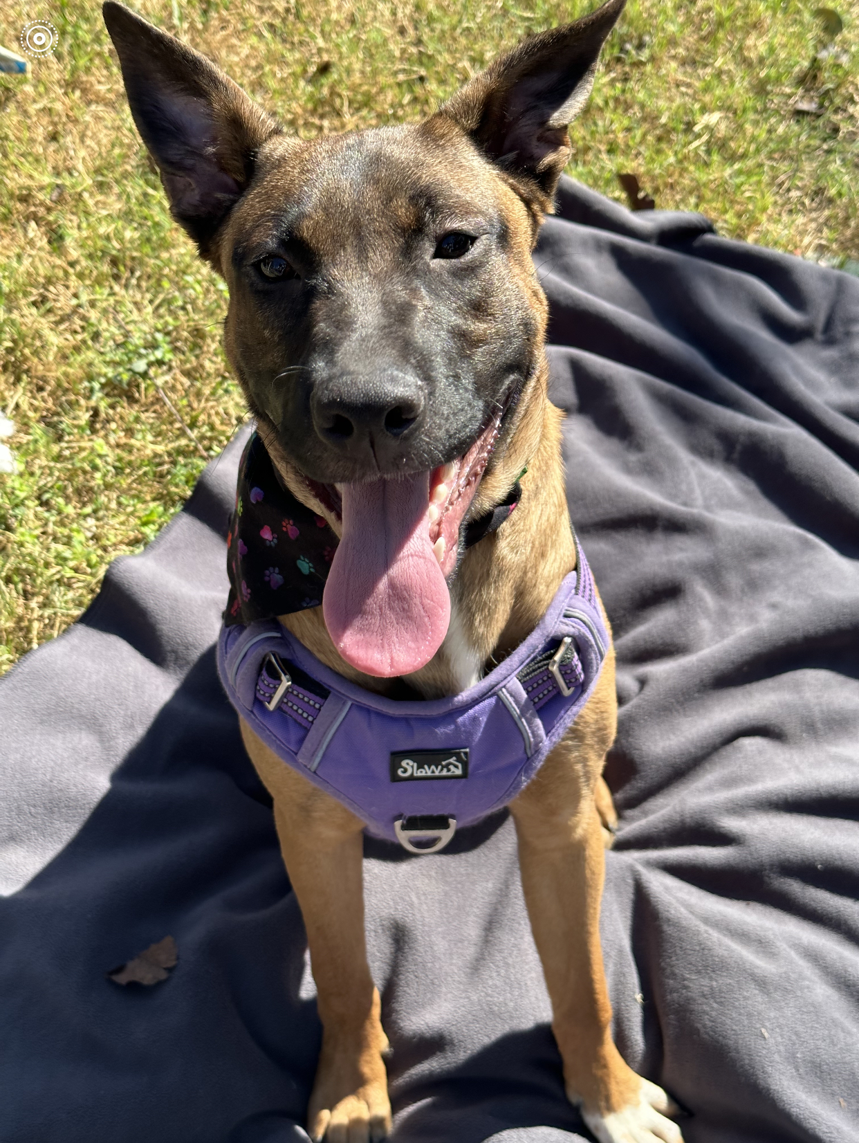 Enlarge Oakely, a Adoptable mixed breed in Ormond Beach, FL image 3/5