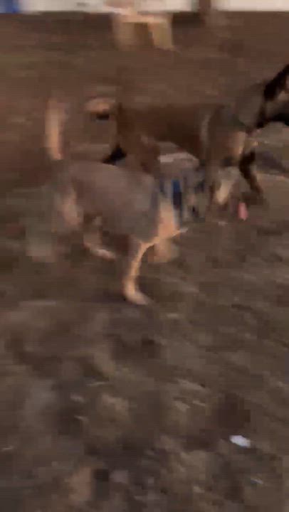 Enlarge Oakely, a Adoptable mixed breed in Ormond Beach, FL video 4/5