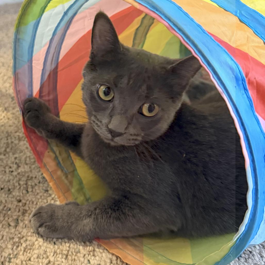 Cola, Adoptable, Young Female Domestic Short Hair.