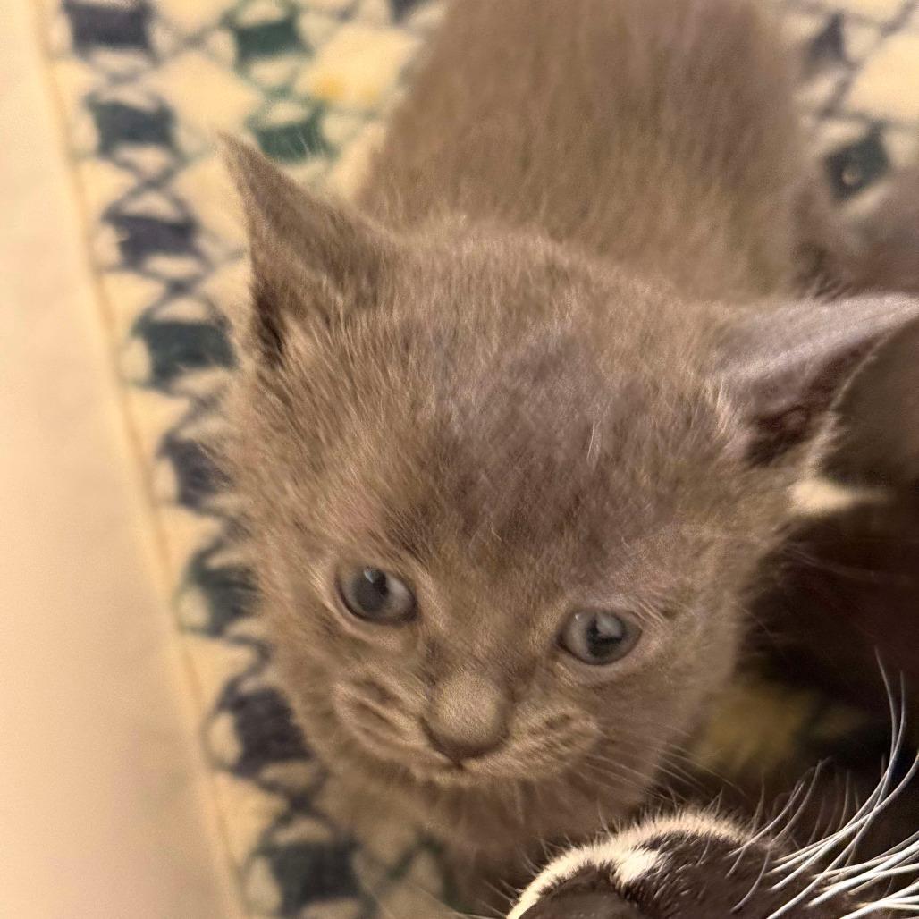 Cola, a Adoptable Domestic Short Hair in Orono, MN image 2/3