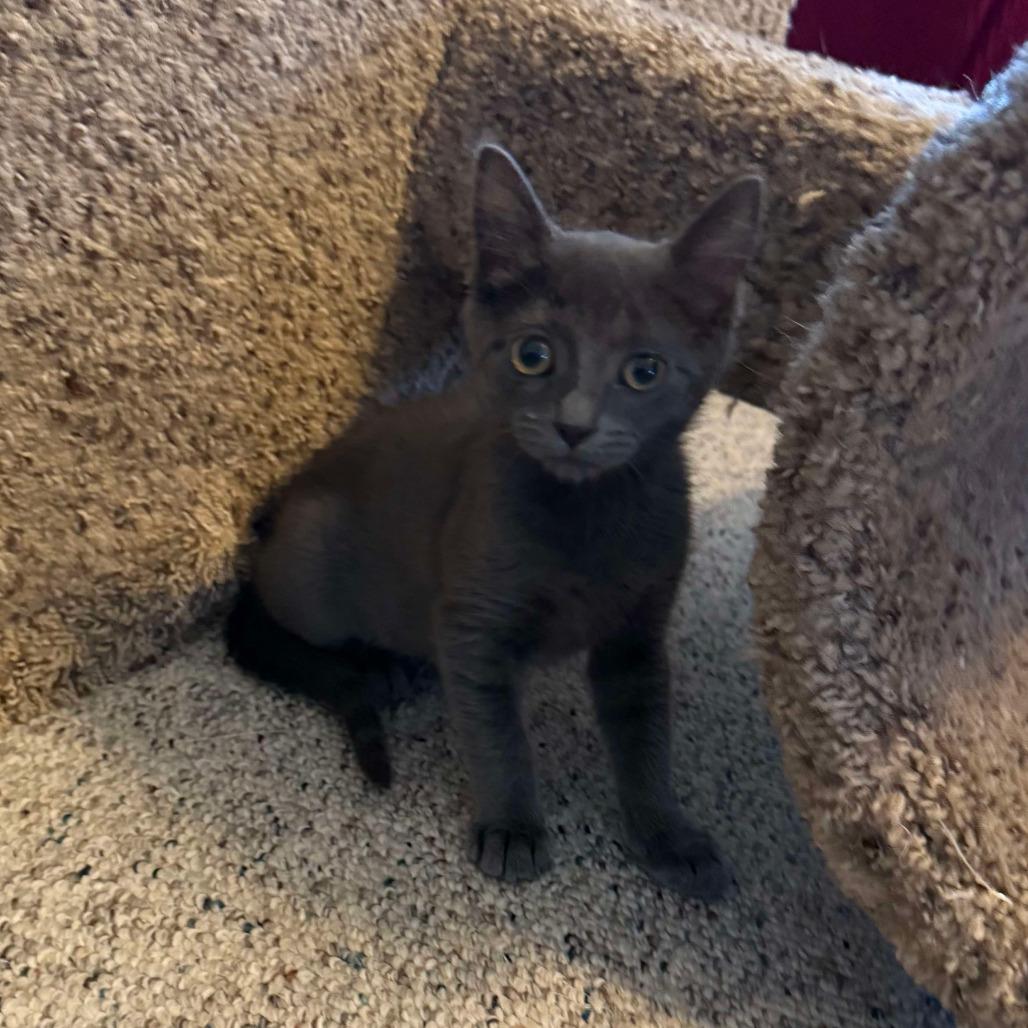 Cola, a Adoptable Domestic Short Hair in Orono, MN image 3/3