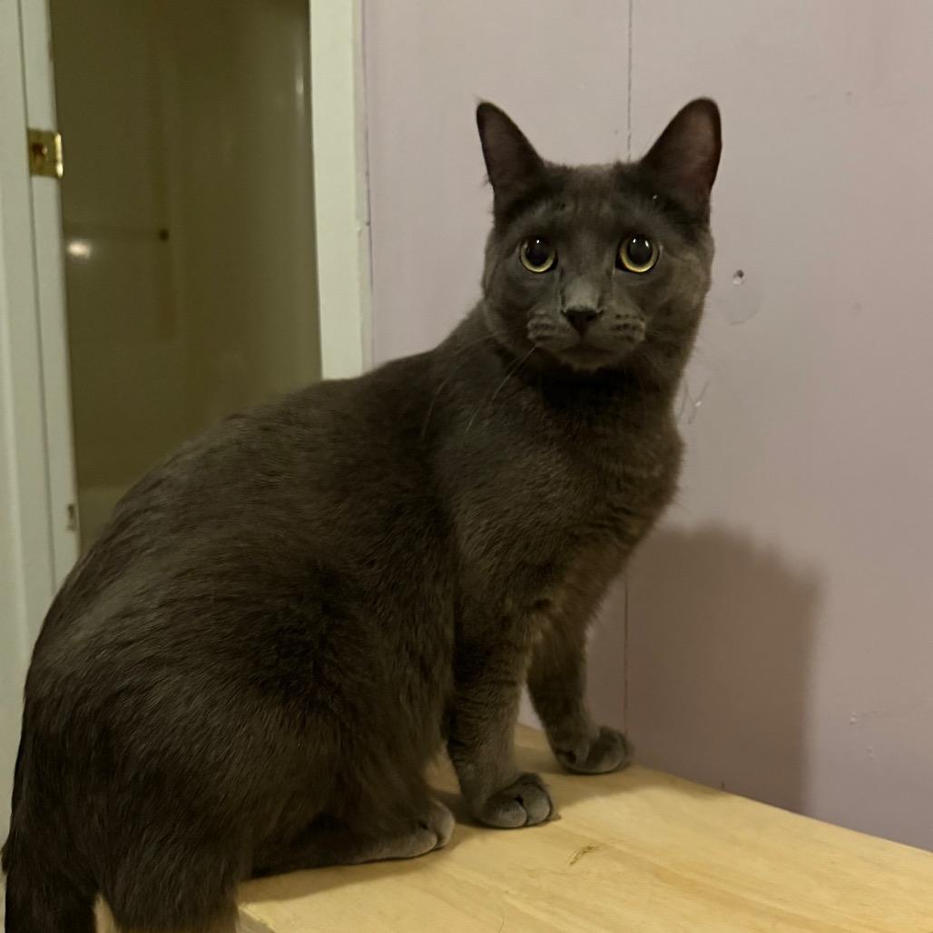 Cola — thumbnail 3