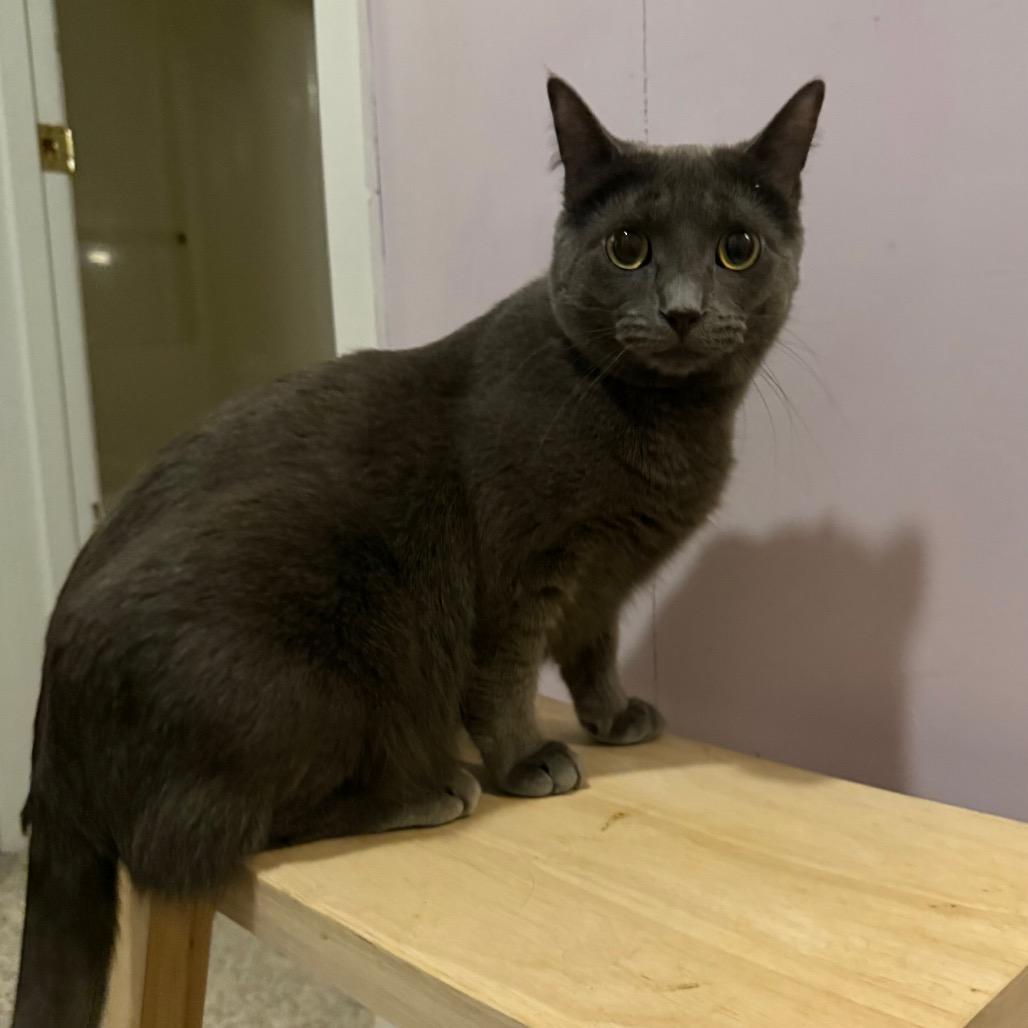 Cola — thumbnail 5