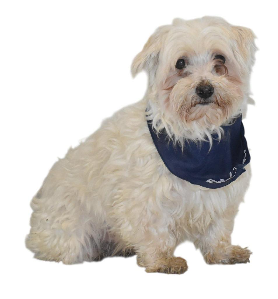 Tillamook, a Adoptable Maltese in Springfield, OH image 1/4
