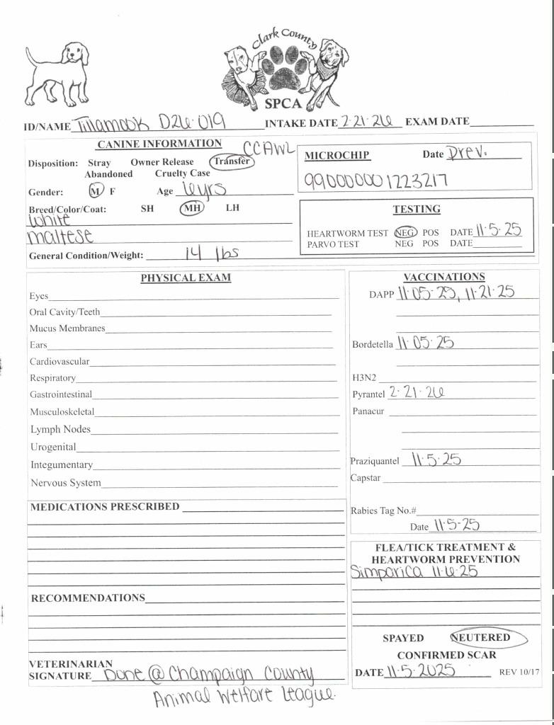 Tillamook, a Adoptable Maltese in Springfield, OH image 2/4