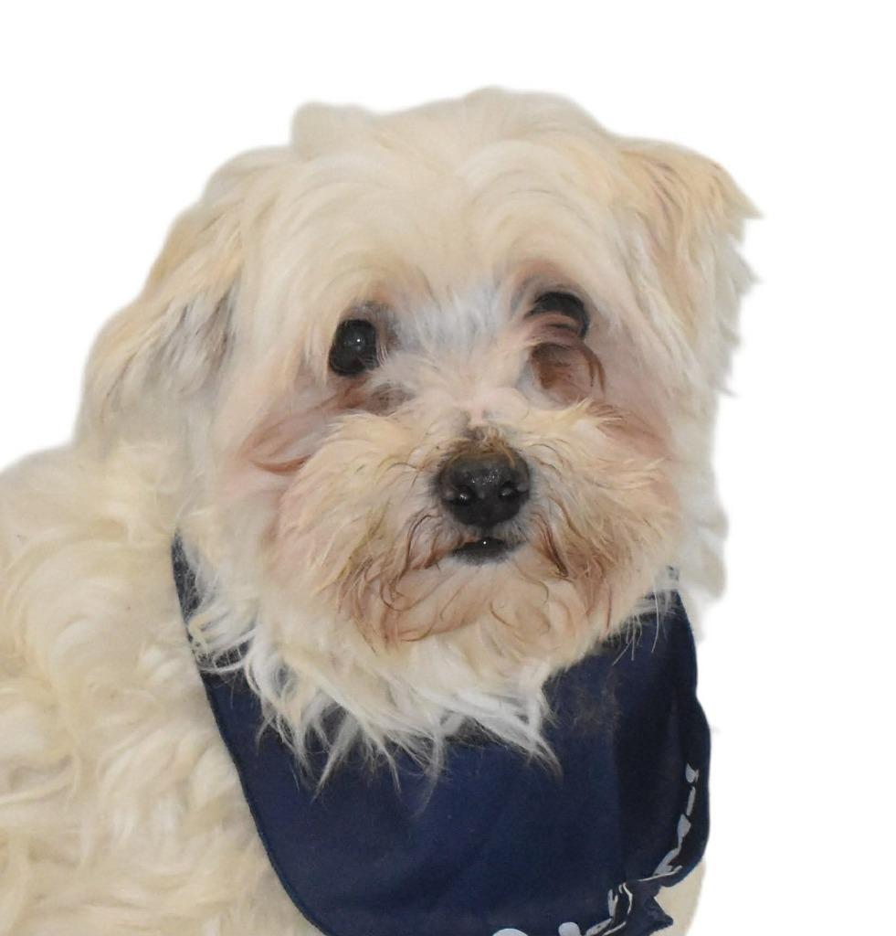 Tillamook, a Adoptable Maltese in Springfield, OH image 4/4