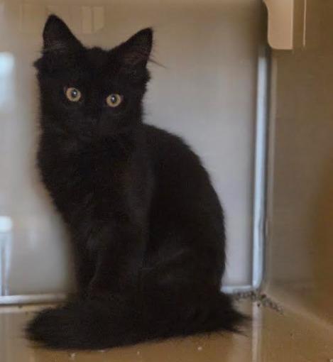 Rory, Adoptable, Kitten Female Domestic Long Hair.
