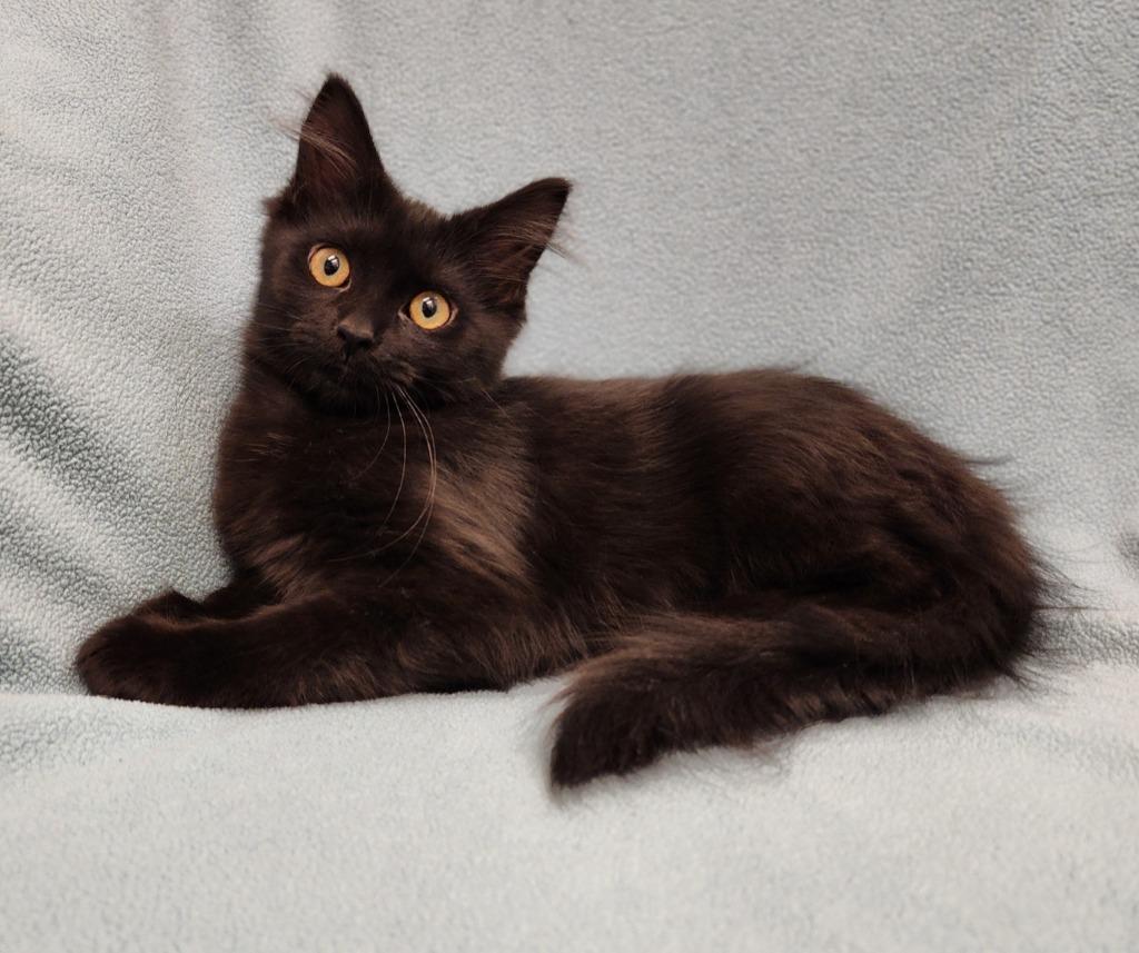 Enlarge Rory, a Adoptable mixed breed in Superior, WI image 2/3