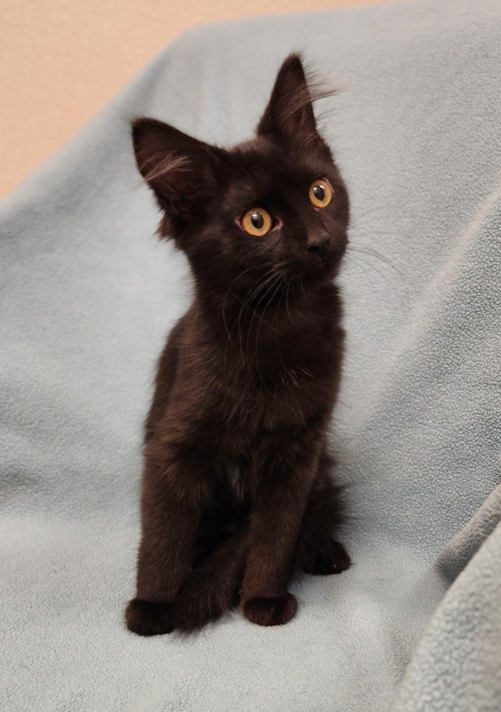 Enlarge Rory, a Adoptable mixed breed in Superior, WI image 3/3