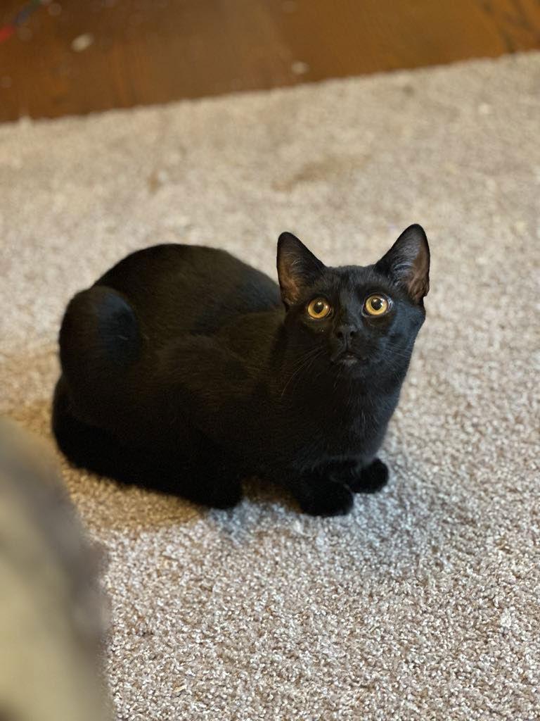 Rye, a Adoptable Domestic Short Hair in Stewartsville, NJ image 1/3