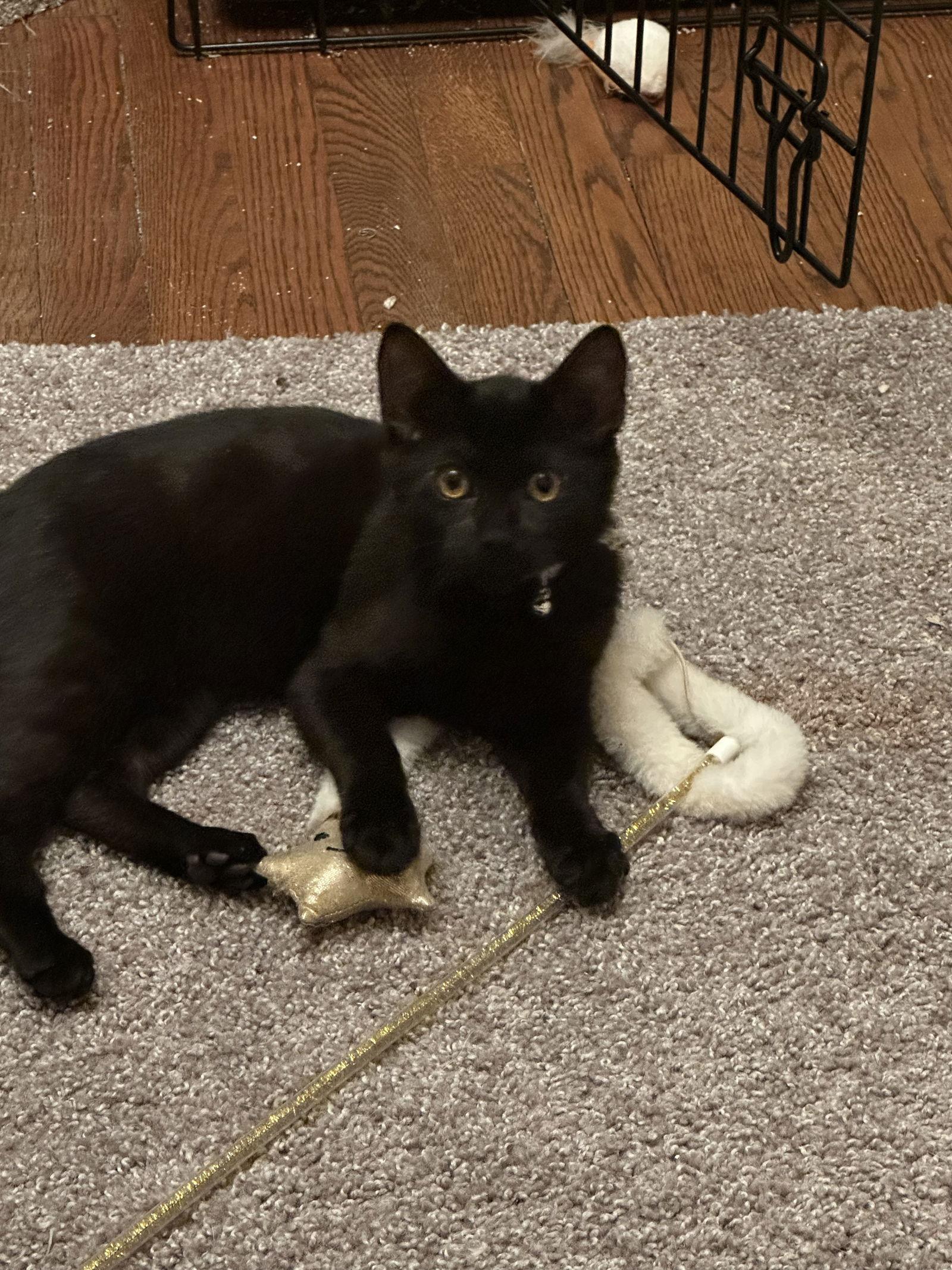 Rye, a Adoptable Domestic Short Hair in Stewartsville, NJ image 2/3