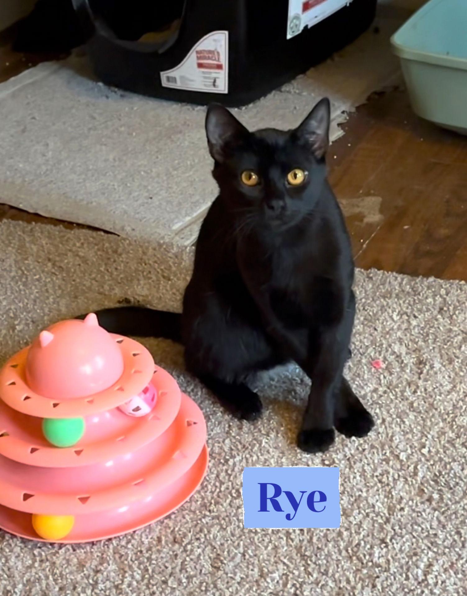 Rye, a Adoptable Domestic Short Hair in Stewartsville, NJ image 3/3