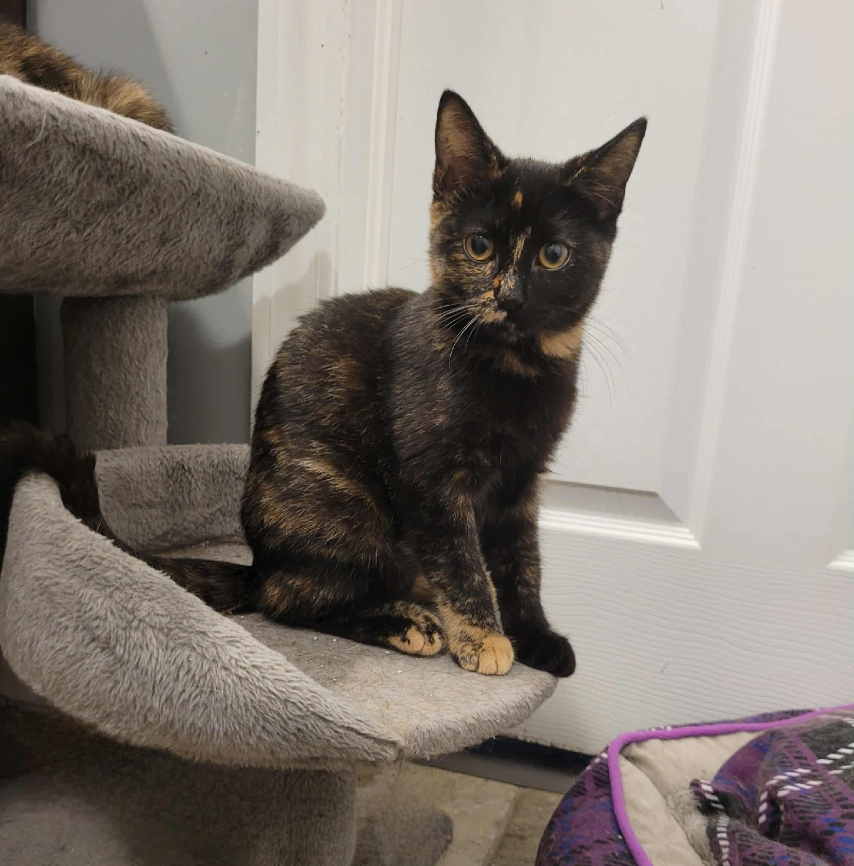 Reba, a Adoptable Domestic Short Hair in Shakespeare, ON image 2/3