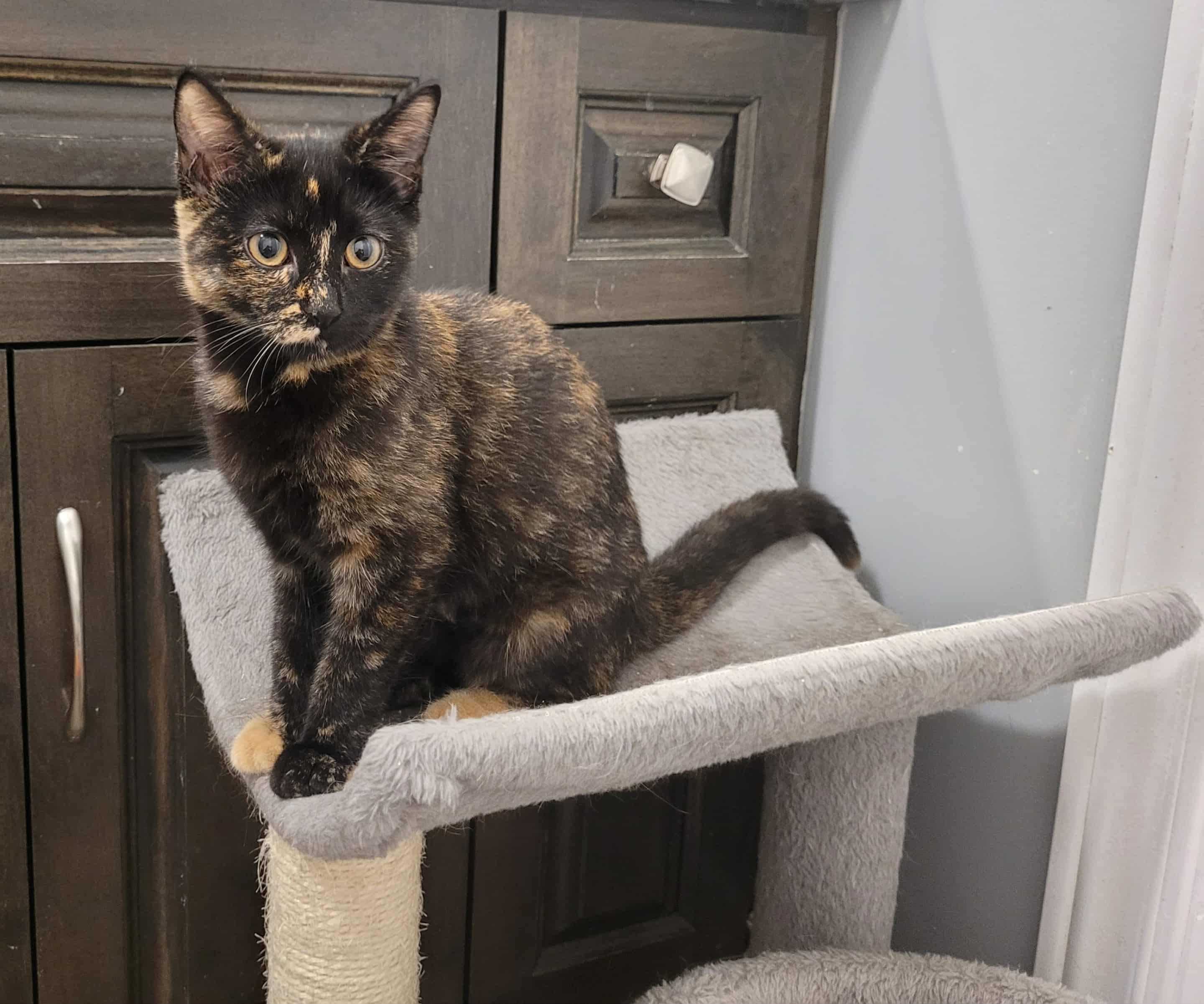 Reba, a Adoptable Domestic Short Hair in Shakespeare, ON image 3/3