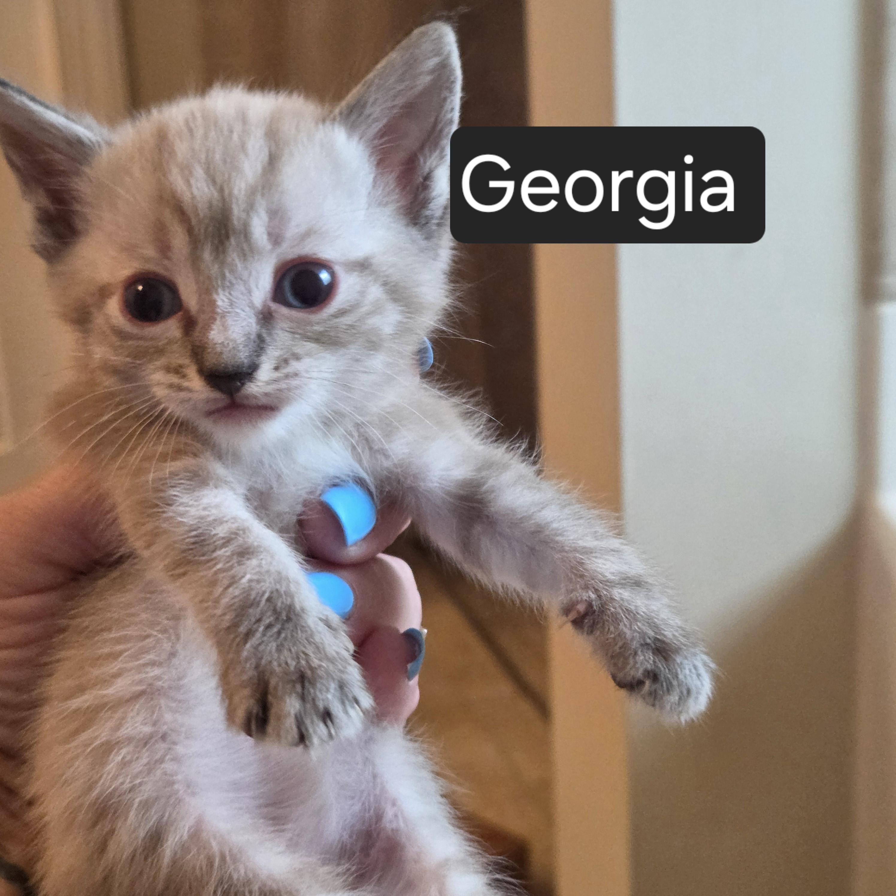 Enlarge Georgia, an adopted Domestic Short Hair in SNOW HILL, NC image 1/1