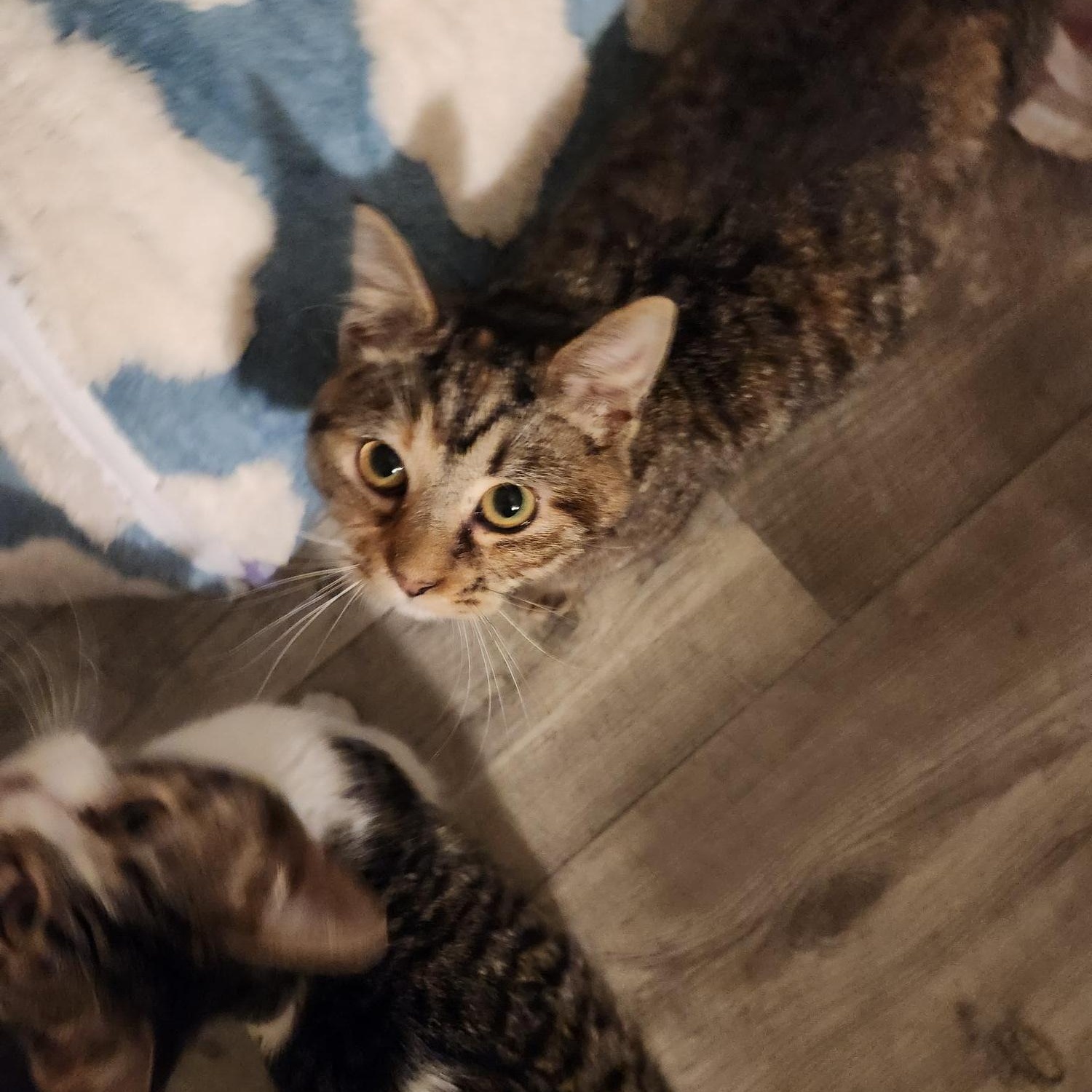 Fidget, a Adoptable Domestic Short Hair in Racine, WI image 2/5