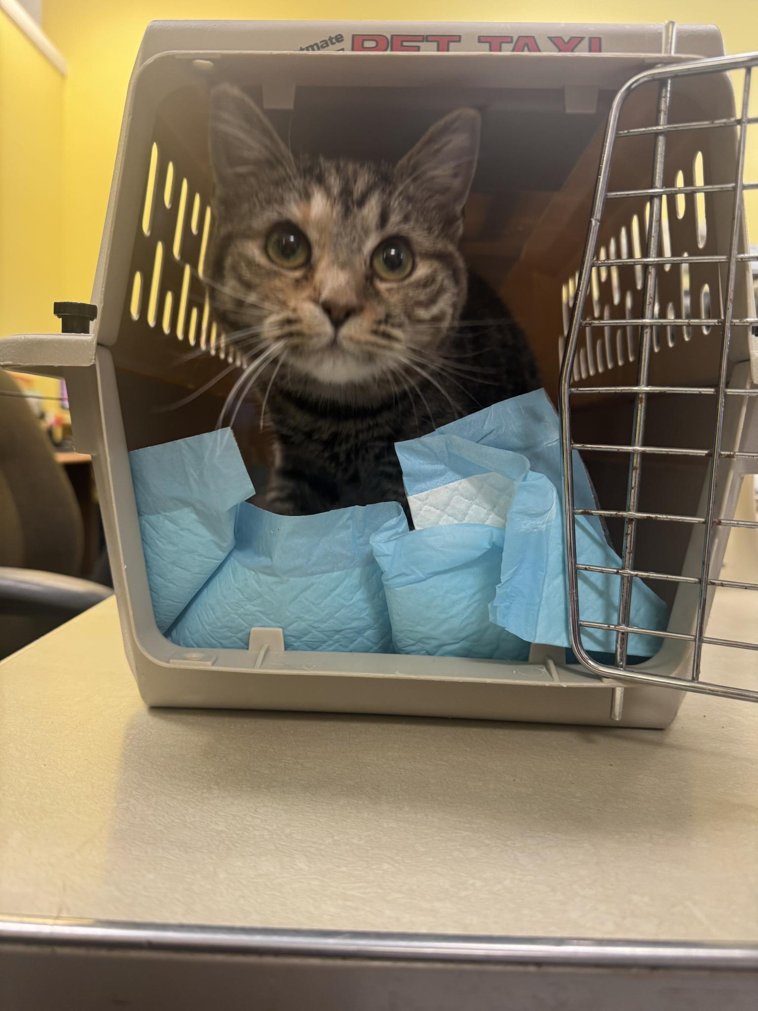 Fidget, a Adoptable Domestic Short Hair in Racine, WI image 5/5