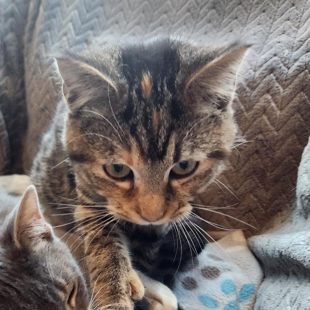 Fidget, a Adoptable Domestic Short Hair in Racine, WI image 1/5