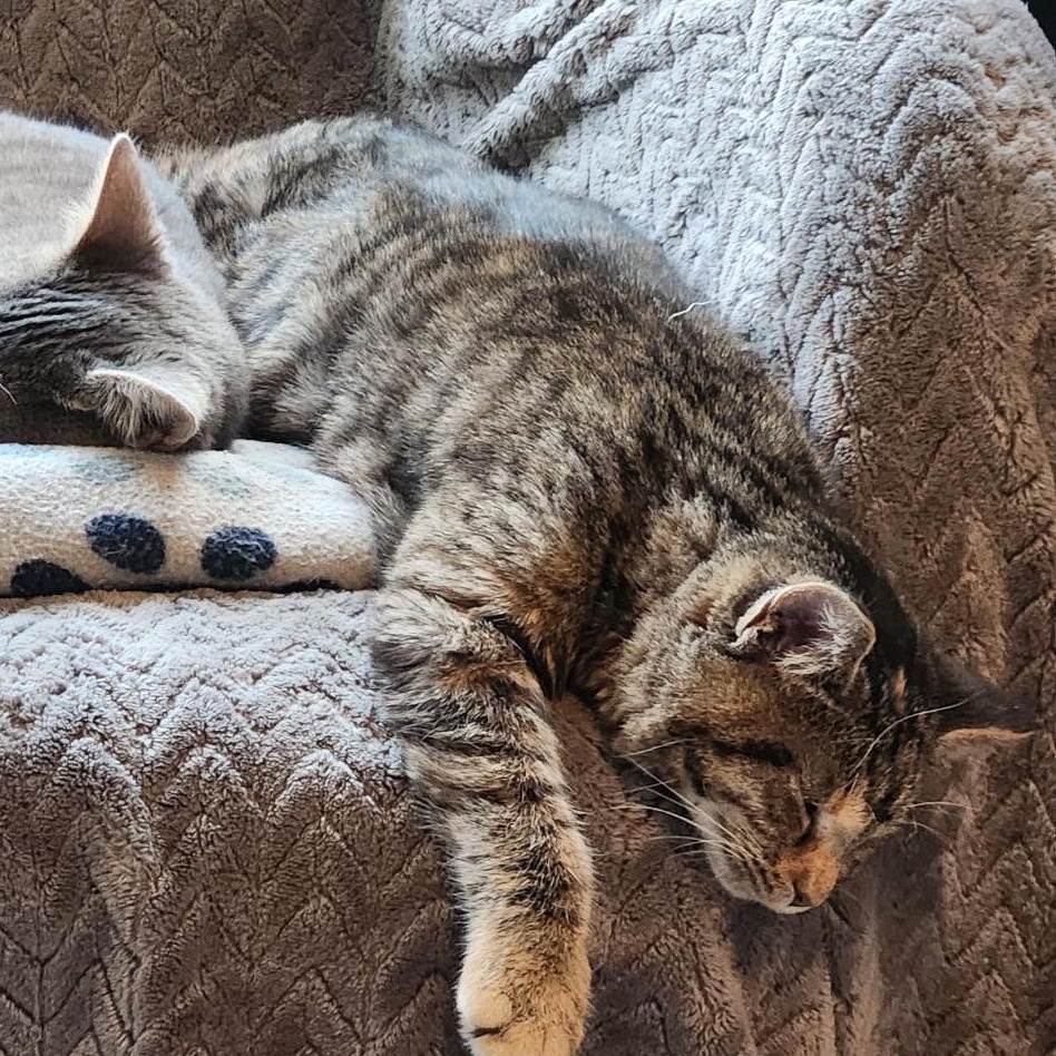 Fidget, a Adoptable Domestic Short Hair in Racine, WI image 3/5