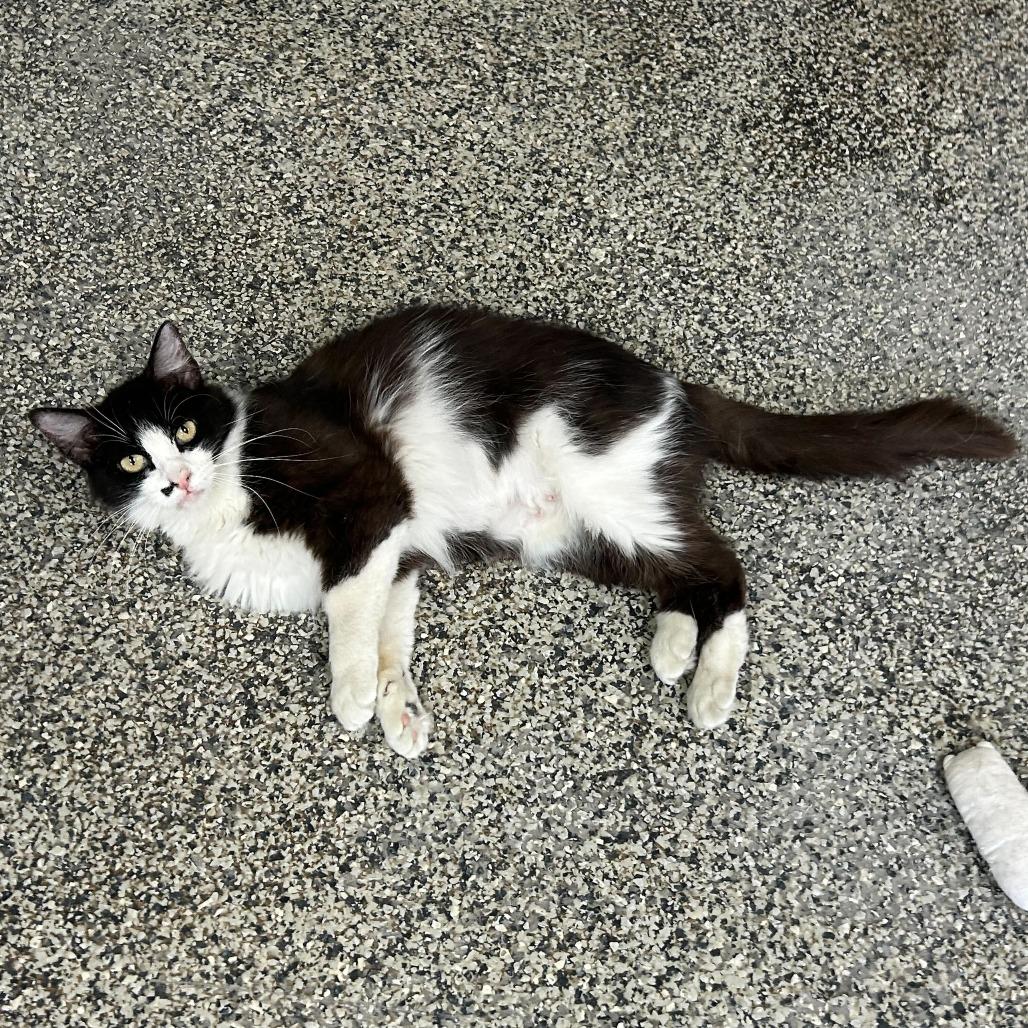 Mama Marilyn, a Adoptable Domestic Medium Hair in Denver, CO image 1/6