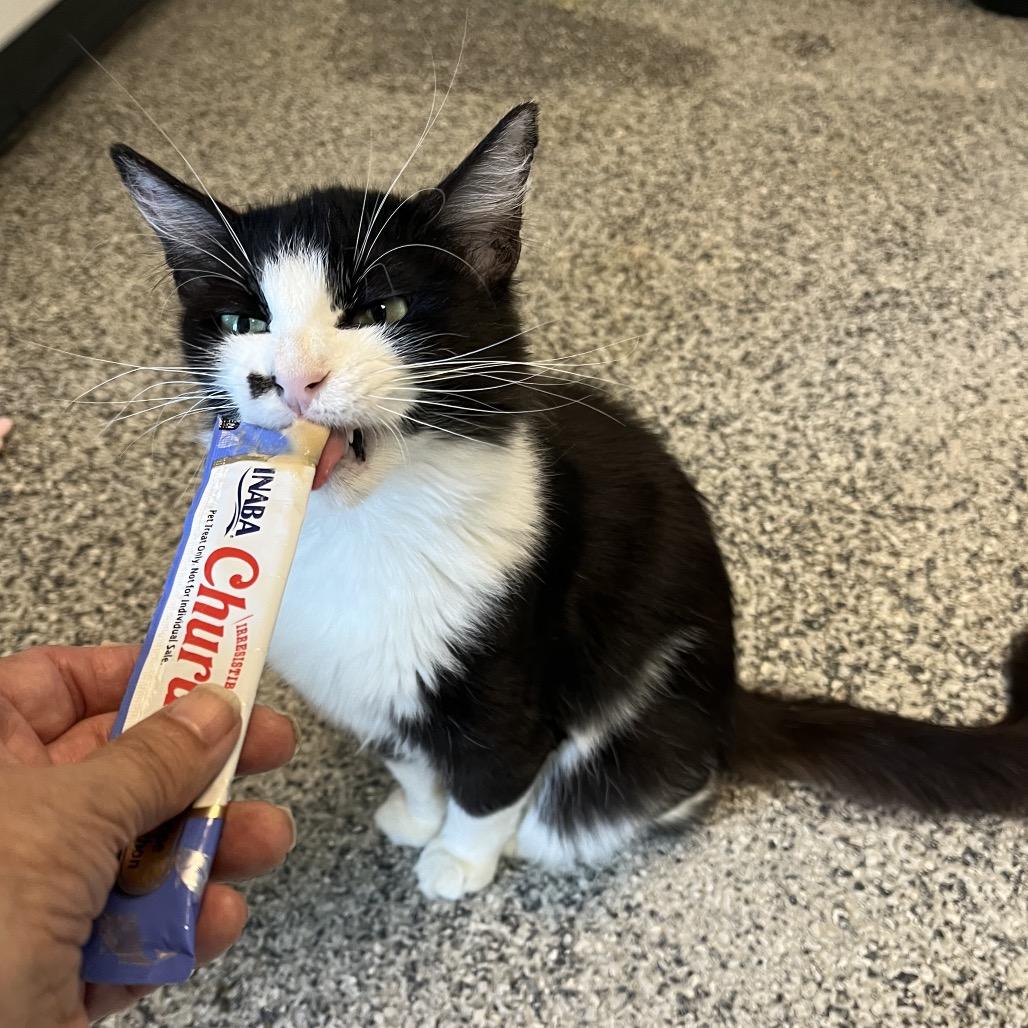 Mama Marilyn, a Adoptable Domestic Medium Hair in Denver, CO image 1/6