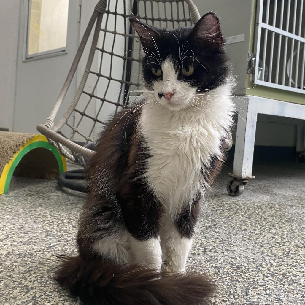 Mama Marilyn, Adoptable, Young Female Domestic Medium Hair.
