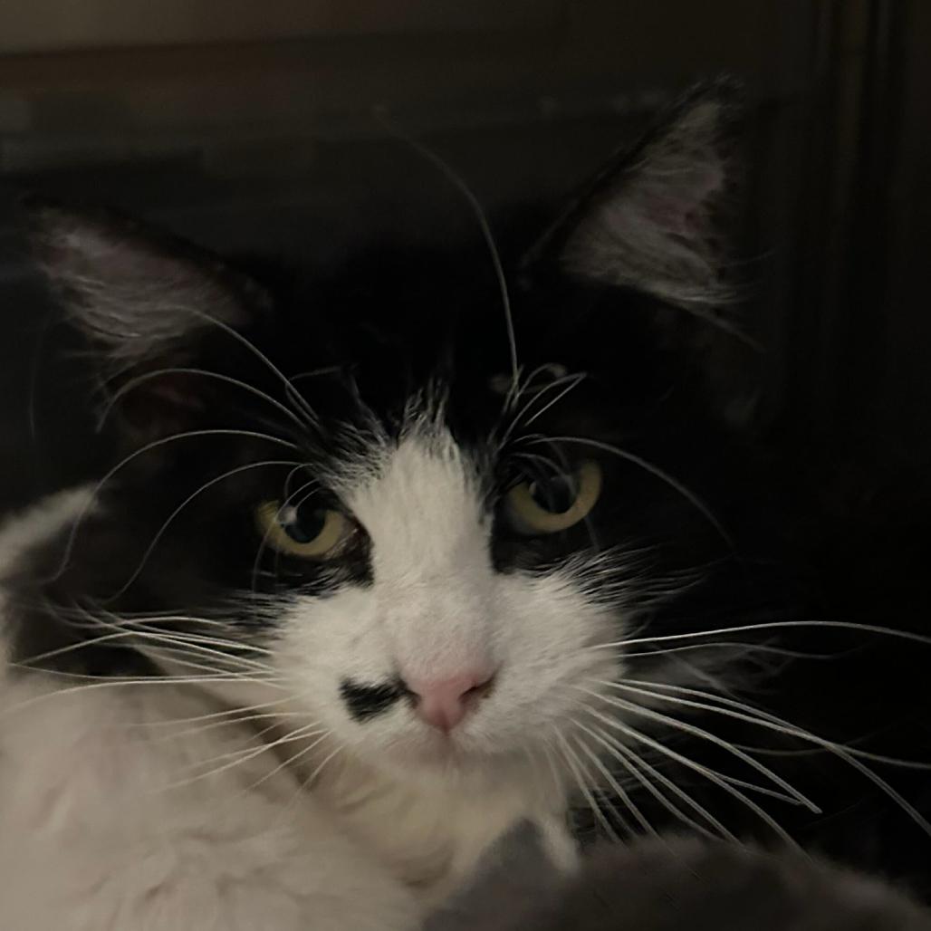 Mama Marilyn, a Adoptable Domestic Medium Hair in Denver, CO image 2/6