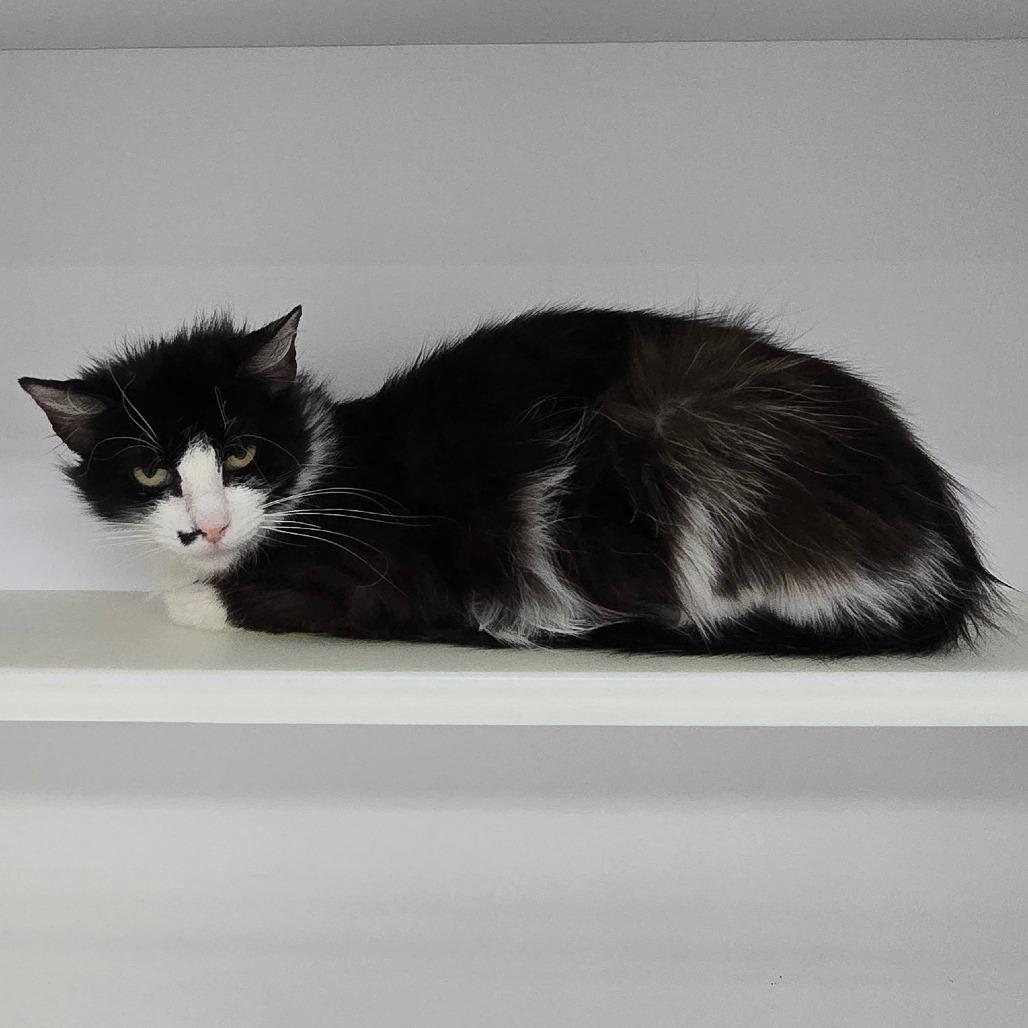Mama Marilyn, a Adoptable Domestic Medium Hair in Denver, CO image 3/6