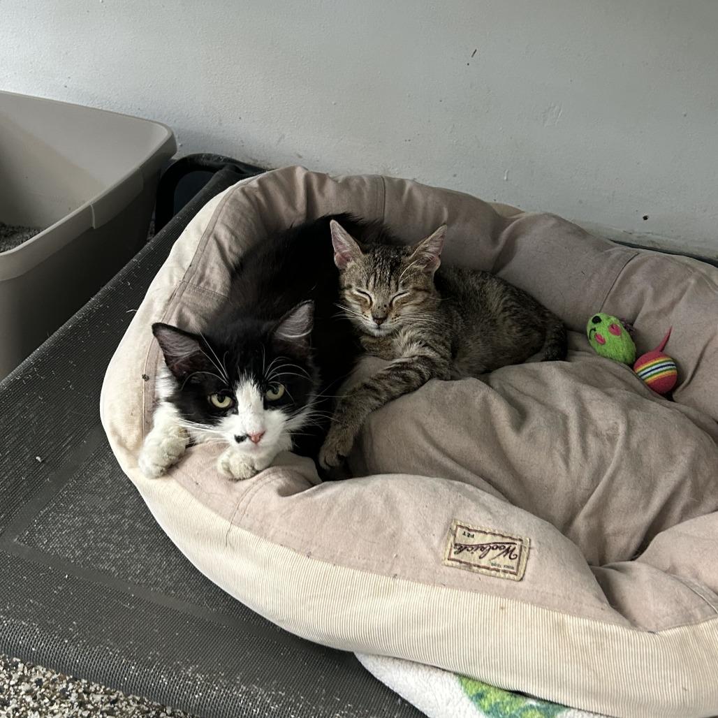 Mama Marilyn, a Adoptable Domestic Medium Hair in Denver, CO image 4/6