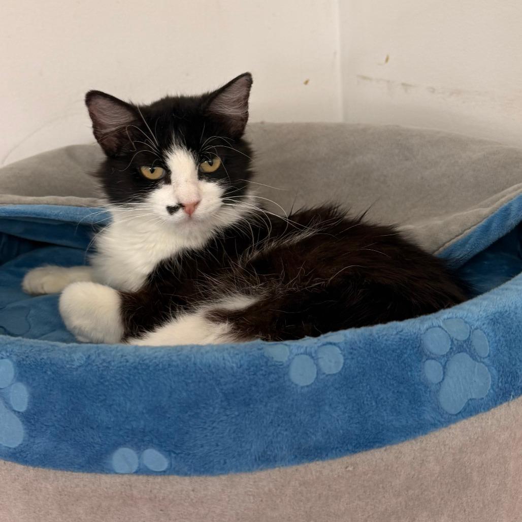 Mama Marilyn, a Adoptable Domestic Medium Hair in Denver, CO image 5/6