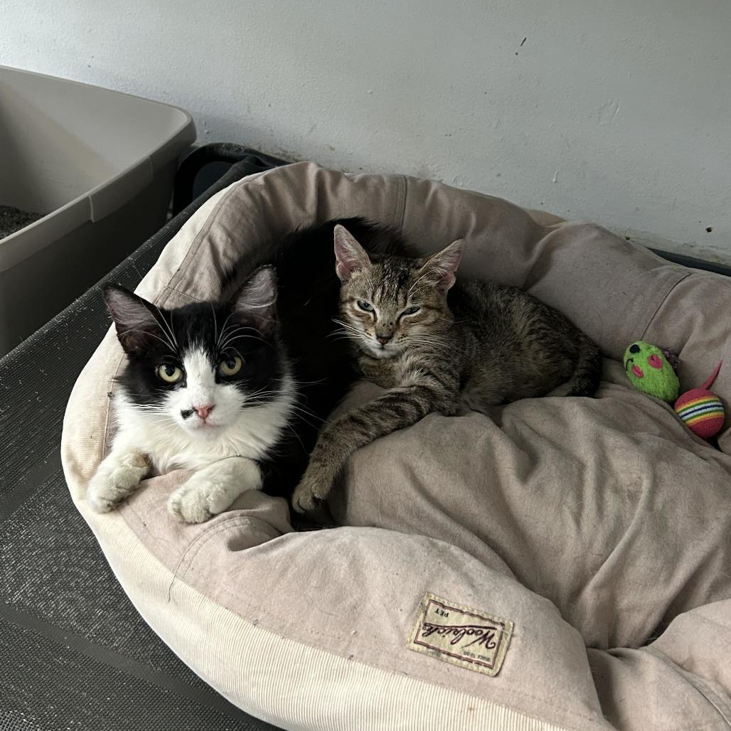 Mama Marilyn, a Adoptable Domestic Medium Hair in Denver, CO image 6/6