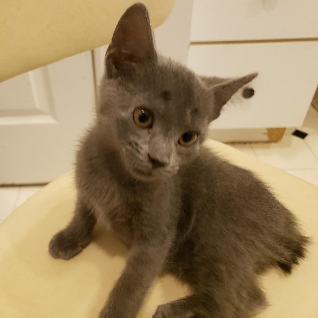 Bunny, a Adoptable mixed breed in Staten Island, NY image 1/4