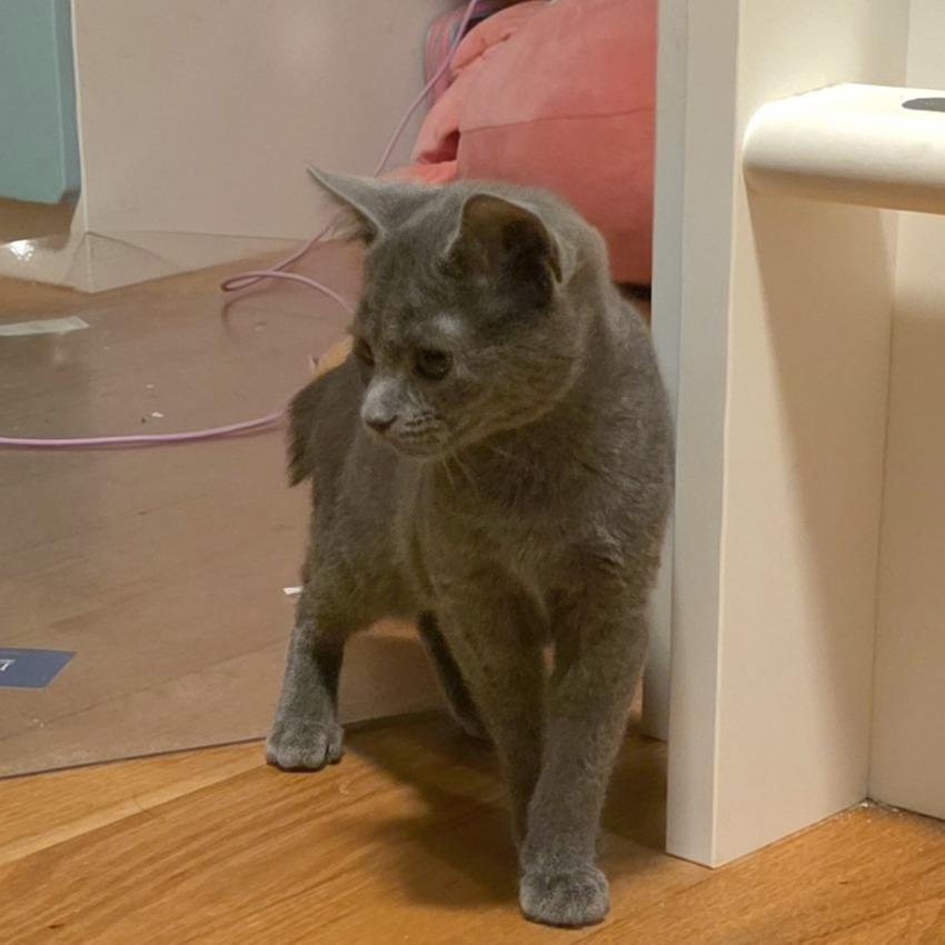 Bunny, a Adoptable mixed breed in Staten Island, NY image 2/4