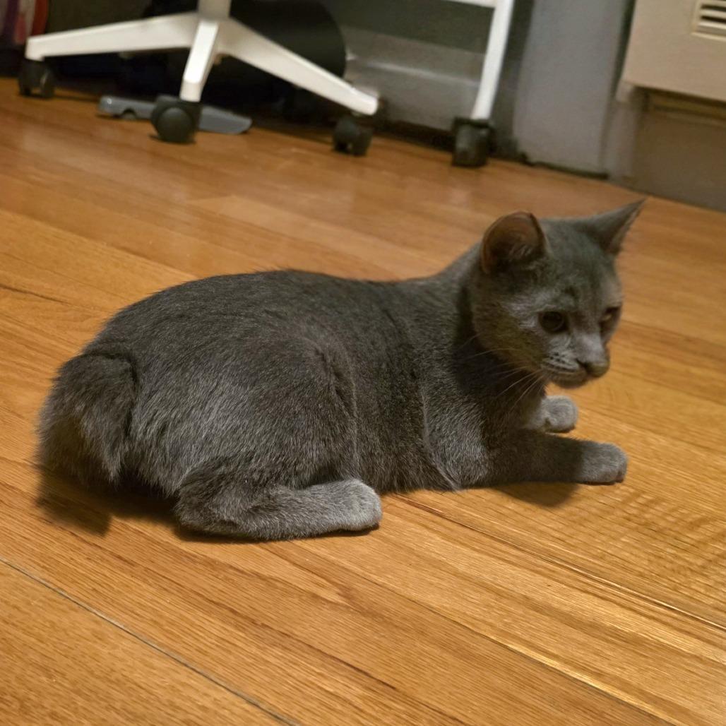 Bunny, a Adoptable mixed breed in Staten Island, NY image 3/4